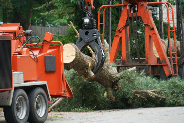 Best Emergency Tree Service  in Bear Creek, AL